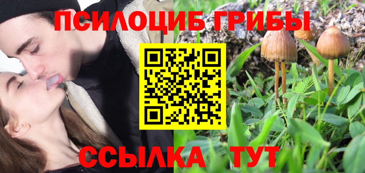 Псилоцибиновые грибы Psilocybe Конаково